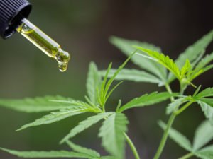 CBD is famous for its miraculous health benefits.