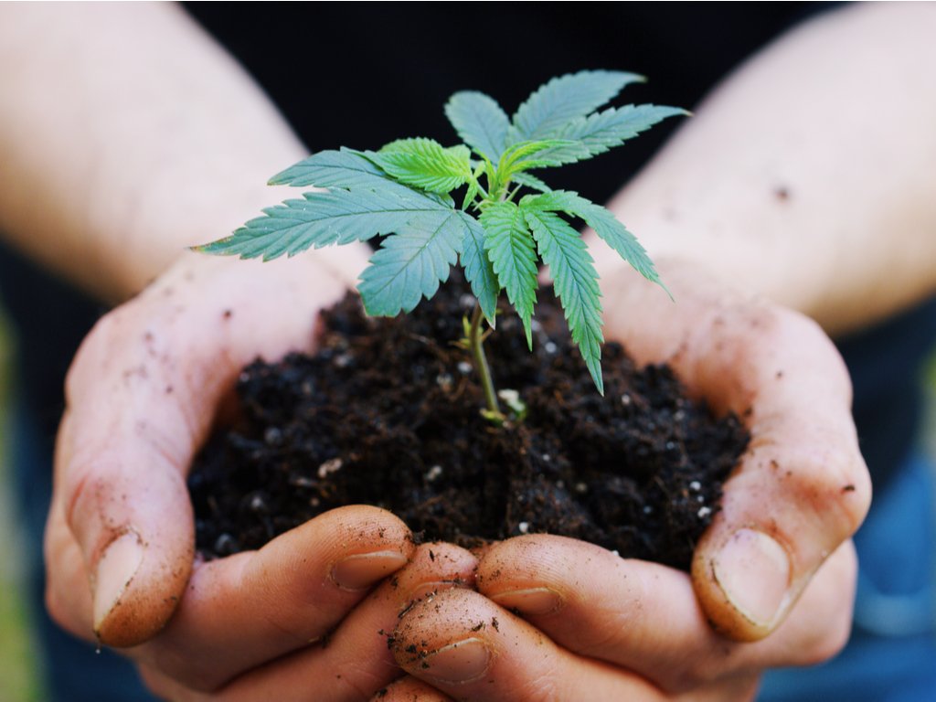 CBD is extracted straight from the source. CBD is extracted straight from the source.
