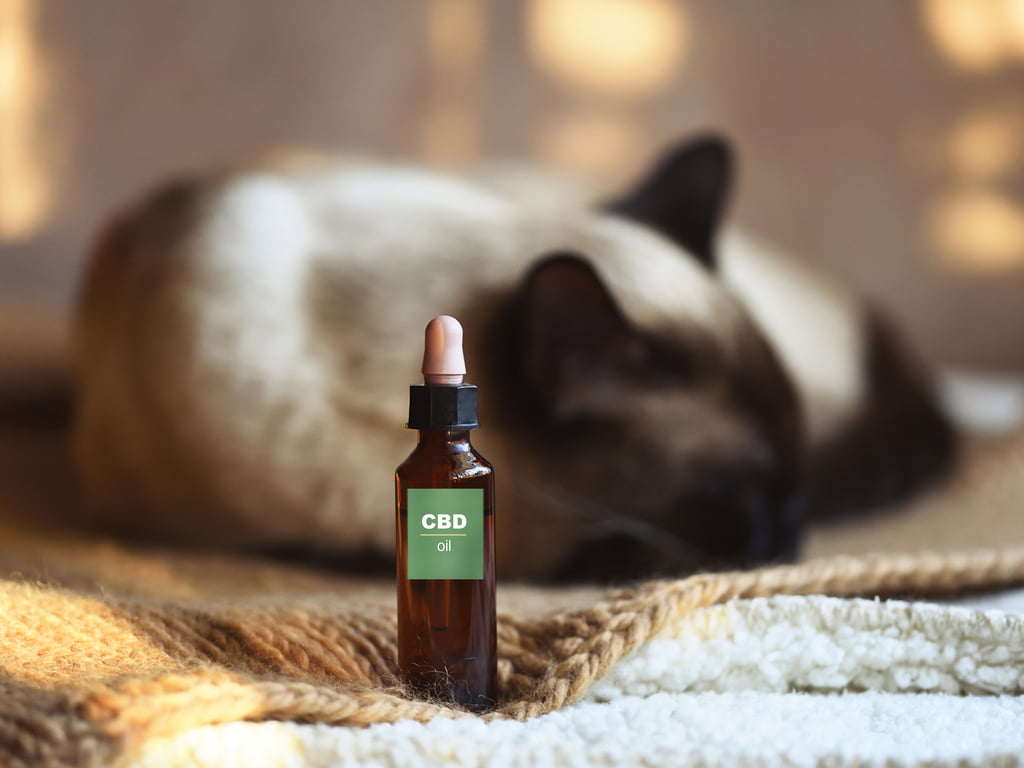 CBD is great for cats too.