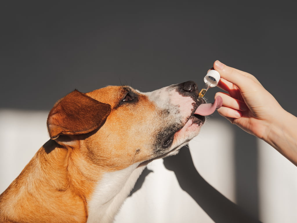 You can give your pet CBD directly.